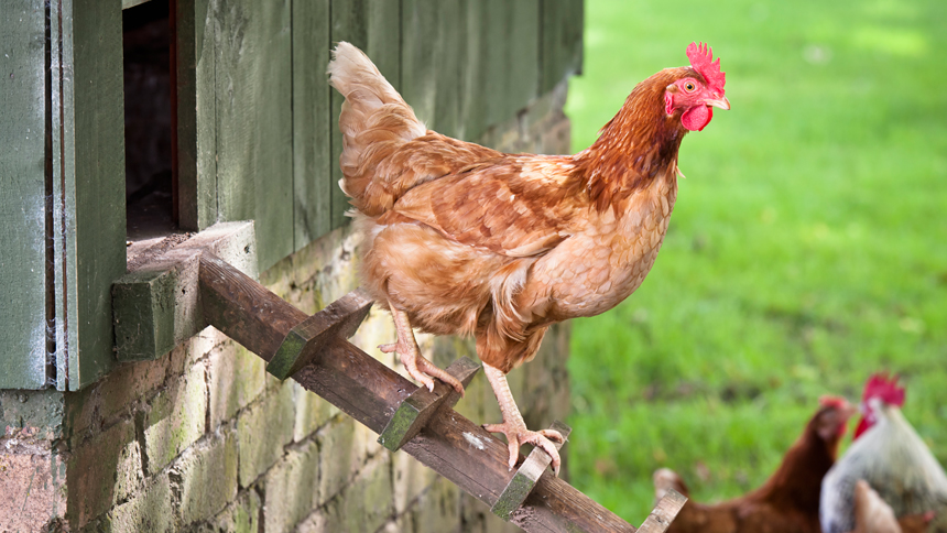 Raising Backyard Chickens—A Beginners Guide - Carolinas Life